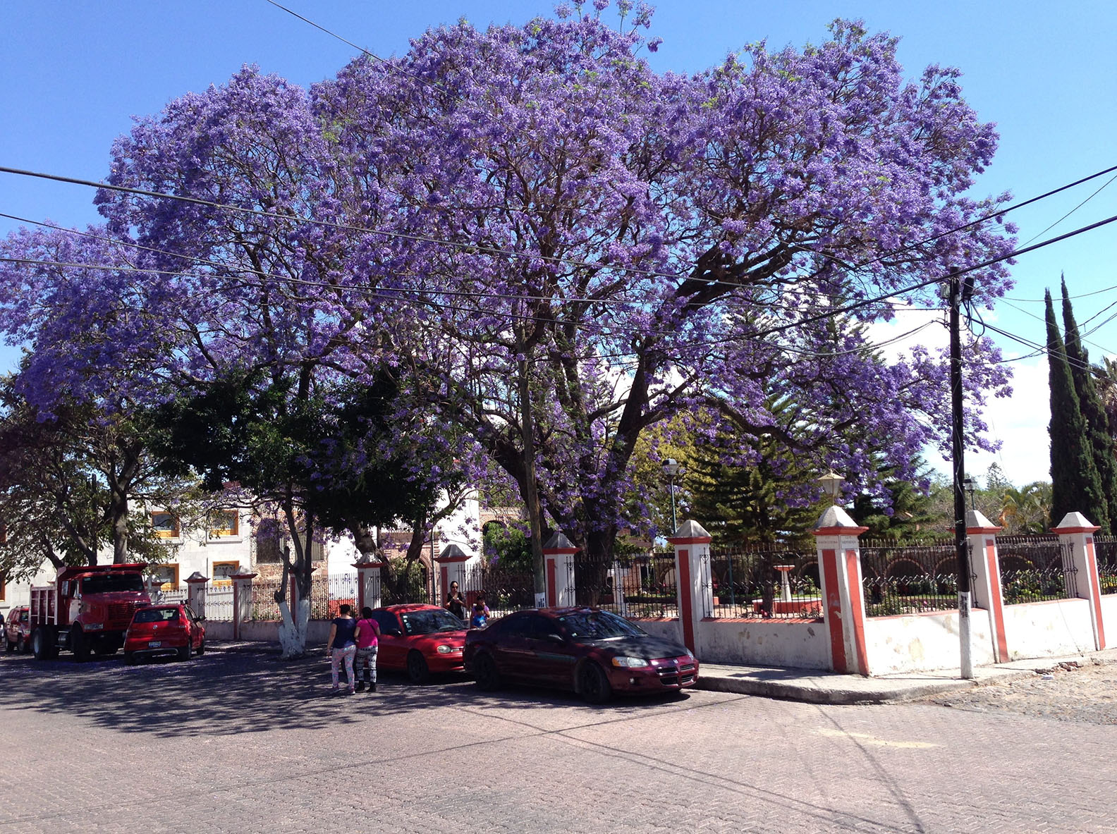 Phủ kín sân nhà một bầu trời mơ mộng với cây cảnh đẹp kinh ngạc, giúp gia đình mở rộng tài lộc-7