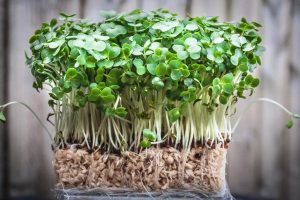 Có loại rau giá đắt hơn thịt, hầm với thịt gà vừa ngon vừa bổ nhưng nhiều người chưa từng ăn-5
