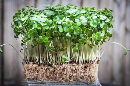 3 siêu thực phẩm rất tốt cho sức khỏe, quen thuộc với người Việt mà có thể bạn đã bỏ qua