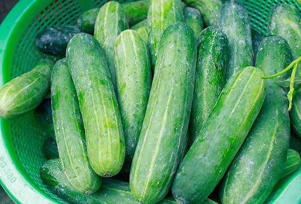 Dưa chuột đắng có phải do nhiễm hóa chất?-1