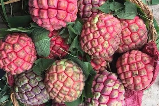 Cũng là quả na nhưng loại na đặc biệt này nhiều người săn lùng vì được ví như “thần dược phòng the”
