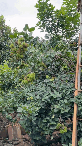 H’Hen Niê khoe nhà làm cho em gái: Gộp 3 căn dài như sàn catwalk, cây trái bao quanh thích mắt-7