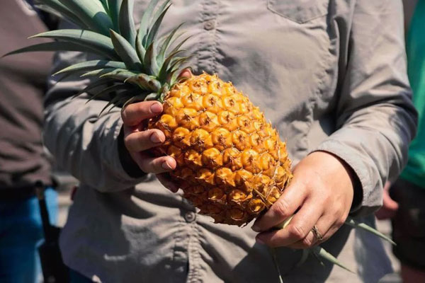 Thứ hạt chỉ có vào mùa thu, giá bán cả trăm nghìn/kg vẫn cháy”-3