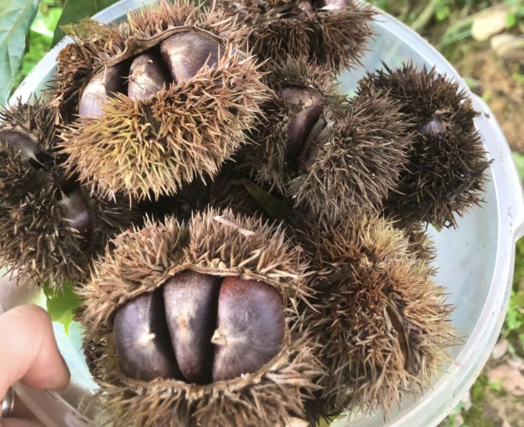 Thứ hạt chỉ có vào mùa thu, giá bán cả trăm nghìn/kg vẫn cháy”-1