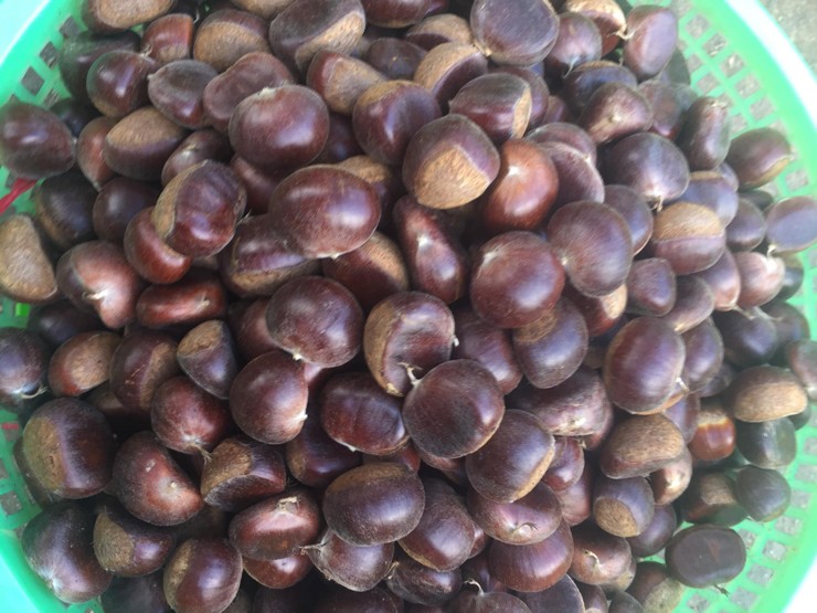 Thứ hạt chỉ có vào mùa thu, giá bán cả trăm nghìn/kg vẫn cháy”-2