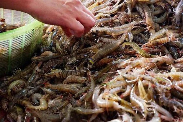 Trung Quốc: Rửa tôm bị đâm vào tay, người đàn ông tử vong vì suy đa tạng sau 3 ngày-2