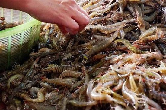 Trung Quốc: Rửa tôm bị đâm vào tay, người đàn ông tử vong vì suy đa tạng sau 3 ngày