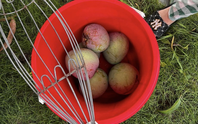 Bên trong biệt phủ tiền tỷ của Xuân Bắc: Không gian sống an yên, chiếm spotlight là sân vườn quanh năm hoa trái sai trĩu mọc-7