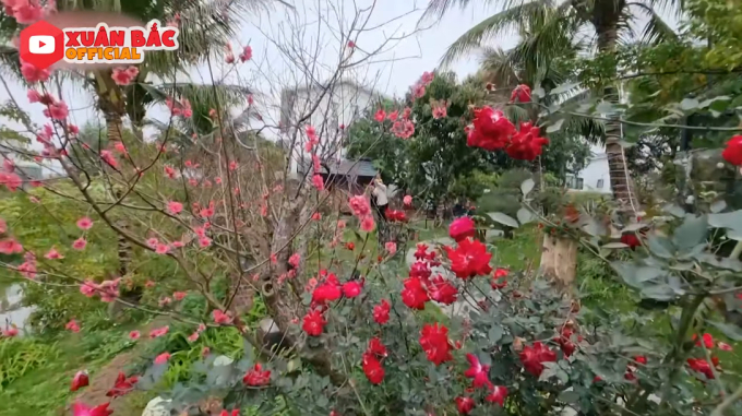 Bên trong biệt phủ tiền tỷ của Xuân Bắc: Không gian sống an yên, chiếm spotlight là sân vườn quanh năm hoa trái sai trĩu mọc-15