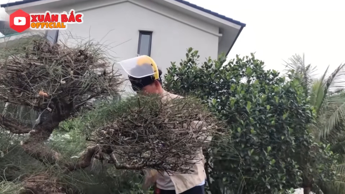 Bên trong biệt phủ tiền tỷ của Xuân Bắc: Không gian sống an yên, chiếm spotlight là sân vườn quanh năm hoa trái sai trĩu mọc-16