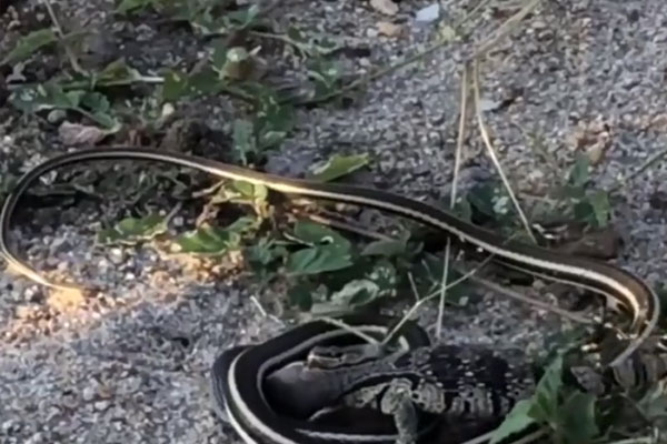 Toilet tự xả nước dù không ai dùng, gia đình phát hiện ra điều đáng sợ-1