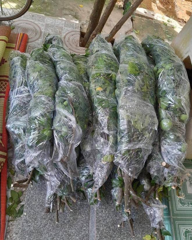 Chị em sốt xình xịch, thú chơi cành thị cắm bình lên ngôi-3