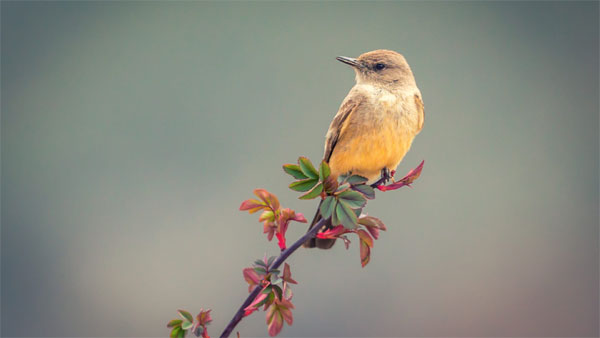 Người tốt có phúc báo: Ai sinh ngày Âm lịch này đón nhiều tin vui, sự nghiệp khởi sắc từ nay-3