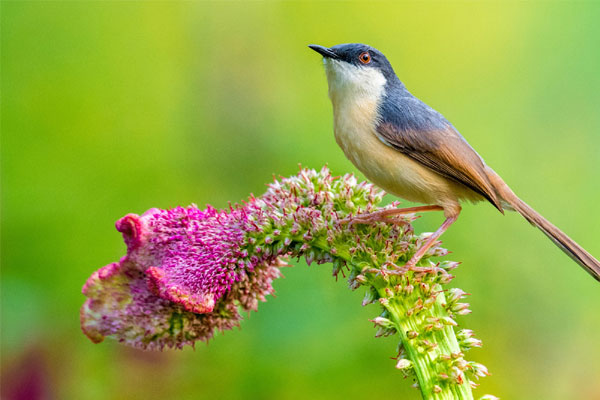 Tử vi tháng 9/2023: Tuổi Sửu tài lộc tăng tiến, tuổi Mùi nhiều mối nhân duyên-4