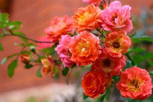 Tử vi tháng 9/2023: Tuổi Sửu tài lộc tăng tiến, tuổi Mùi nhiều mối nhân duyên-1