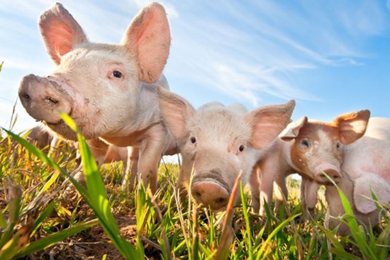 4 con giáp bị vận xui chặn lối ngày 31/8