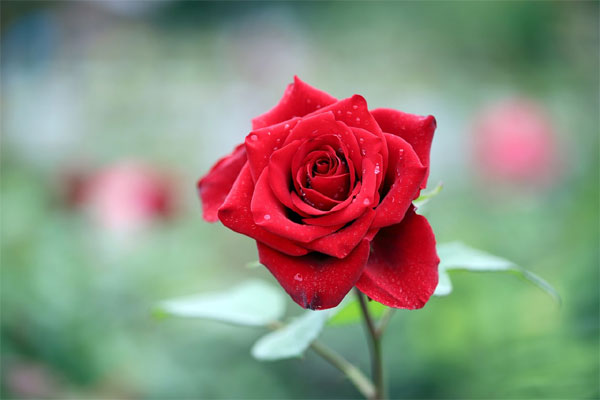 Có lộc Thần Tài: 3 con giáp thông minh, khéo léo, cuối tháng 7 Âm lịch cầu được ước thấy-2