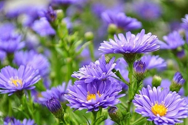 3 nét đặc biệt giúp tuổi Mão có công việc thuận lợi, sự nghiệp lên hương-4