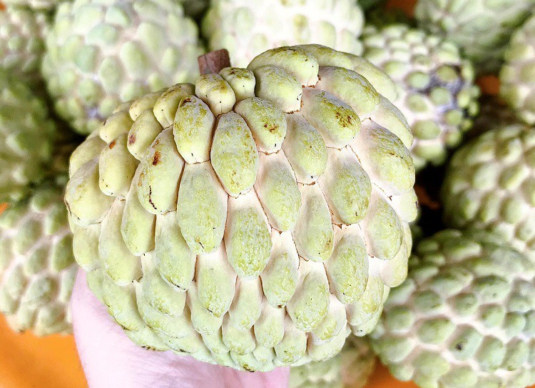 Loại cây xưa bị chặt bỏ giờ lại đắt như tôm tươi”, mang đấu giá 100 triệu đồng/quả-1