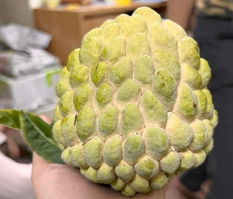 Loại cây xưa bị chặt bỏ giờ lại đắt như tôm tươi”, mang đấu giá 100 triệu đồng/quả-2