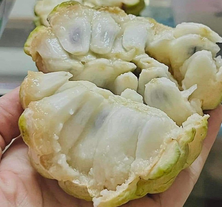 Loại cây xưa bị chặt bỏ giờ lại đắt như tôm tươi”, mang đấu giá 100 triệu đồng/quả-3