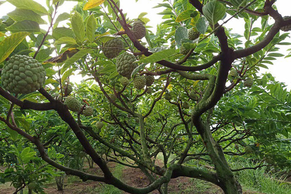 Loại cây quý, có người từng vác bao tải tiền, đổi xe sang để mua-4