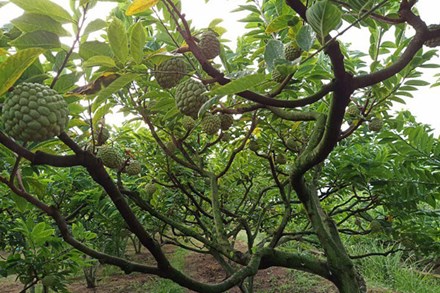 Loại cây xưa bị chặt bỏ giờ lại “đắt như tôm tươi”, mang đấu giá 100 triệu đồng/quả