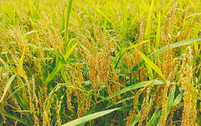 Hạt gạo Việt trên đỉnh lịch sử-3