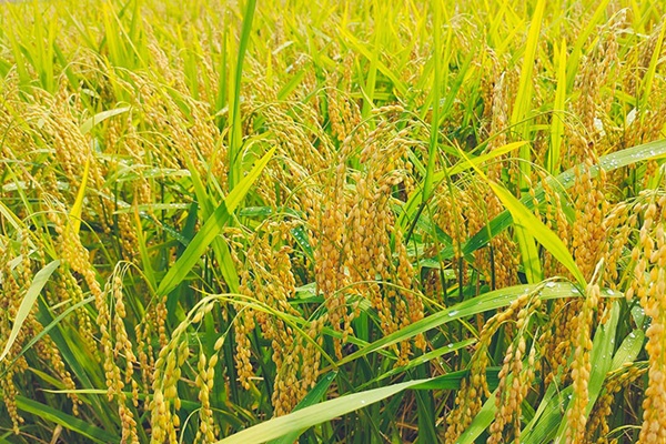 Cách tạo ngân sách để thiết lập tài chính vững vàng mà bạn có thể áp dụng ngay-2