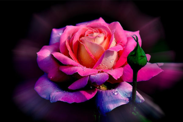 Học hỏi thành tài: 3 con giáp thích nghi tốt, tiến bộ nhanh, sự nghiệp cất cánh từ tuổi trung niên-1