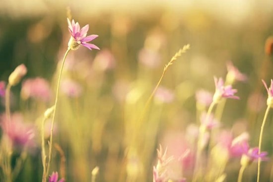 Tử vi ngày 4/9/2023: Tuổi Sửu phát tài bất ngờ, tuổi Ngọ đối thủ chơi xấu