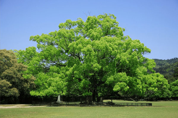 Người xưa dặn: Chặt 5 cây, tài lộc tiêu tán, may mắn tránh xa, gia đình khó vượng-1