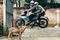 Bình Thuận: Khẩn trương điều tra một đối tượng trộm chó chết chưa rõ nguyên nhân