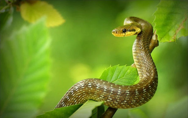 Chọn bạn đời là 1 trong 5 con giáp này thì đời đời thịnh vượng, con cái khôn ngoan, tài lộc phú quý gõ cửa-2