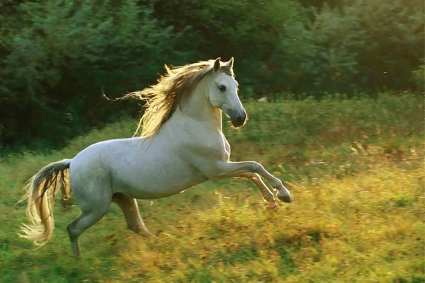 Chọn bạn đời là 1 trong 5 con giáp này thì đời đời thịnh vượng, con cái khôn ngoan, tài lộc phú quý gõ cửa-3