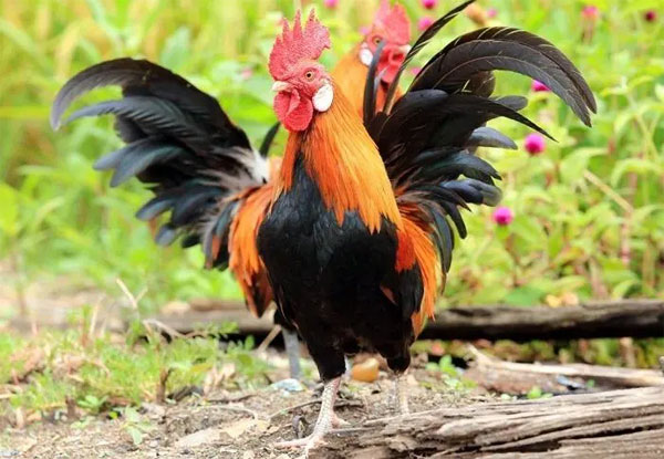 Chọn bạn đời là 1 trong 5 con giáp này thì đời đời thịnh vượng, con cái khôn ngoan, tài lộc phú quý gõ cửa-4