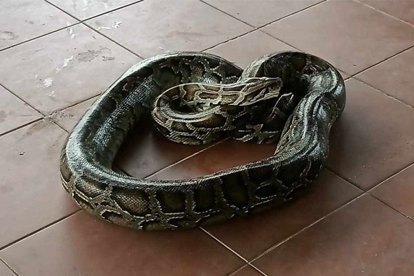 Bắt trăn dài 4m đang nuốt dê của dân-1