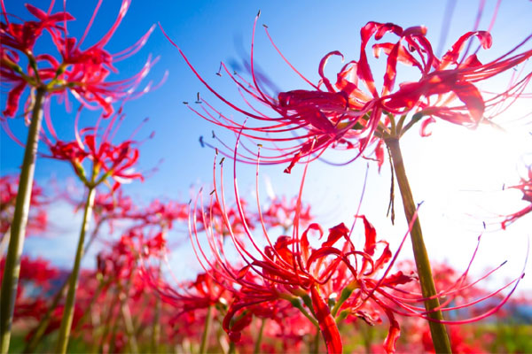 Tử vi ngày 5/9/2023: Tuổi Thìn may mắn tài lộc, tuổi Thân không ít trắc trở-1