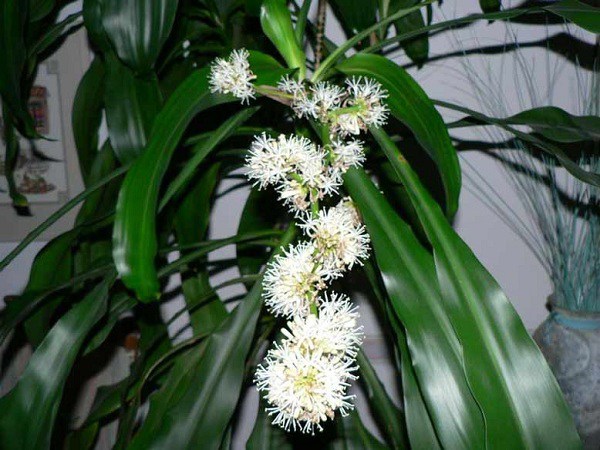 Cây lưỡi hổ bỗng có điều lạ, người đàn ông trúng 40 tỷ Vietlott: 6 cây cảnh phát tài cứ nở hoa là nhiều tiền của-3