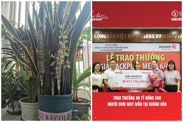 4 cây cảnh nghiện hít khí độc, trồng trong nhà cây khỏe, người vui, gia đình thịnh vượng-9