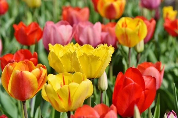 3 bí mật về người tuổi Thìn có thể bạn chưa biết-4