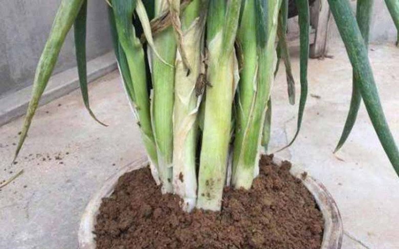 Hành lá kết hợp với thứ này để cả năm vẫn tươi rói, lúc cần đến không phải cuống cuồng chạy đi mua-4