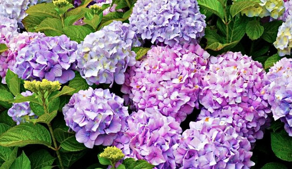 Tháng 9 đại cát đại hỷ, 3 con giáp kiên cường nỗ lực, tài lộc tới tay, tiền về đầy túi-2