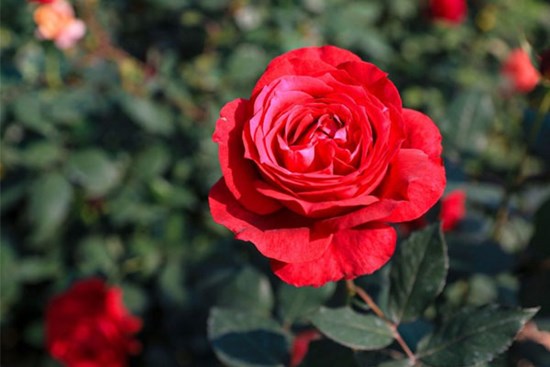 Tháng 9 đại cát đại hỷ, 3 con giáp kiên cường nỗ lực, tài lộc tới tay, tiền về đầy túi