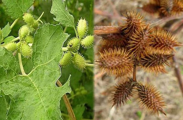 Hầu hạ trong cung cả đêm, thái giám cuối cùng của nhà Thanh tiết lộ: Nhất định phải có một thứ trong giày-3