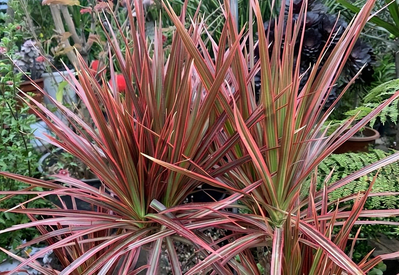 4 cây cảnh nghiện hít khí độc, trồng trong nhà cây khỏe, người vui, gia đình thịnh vượng-2