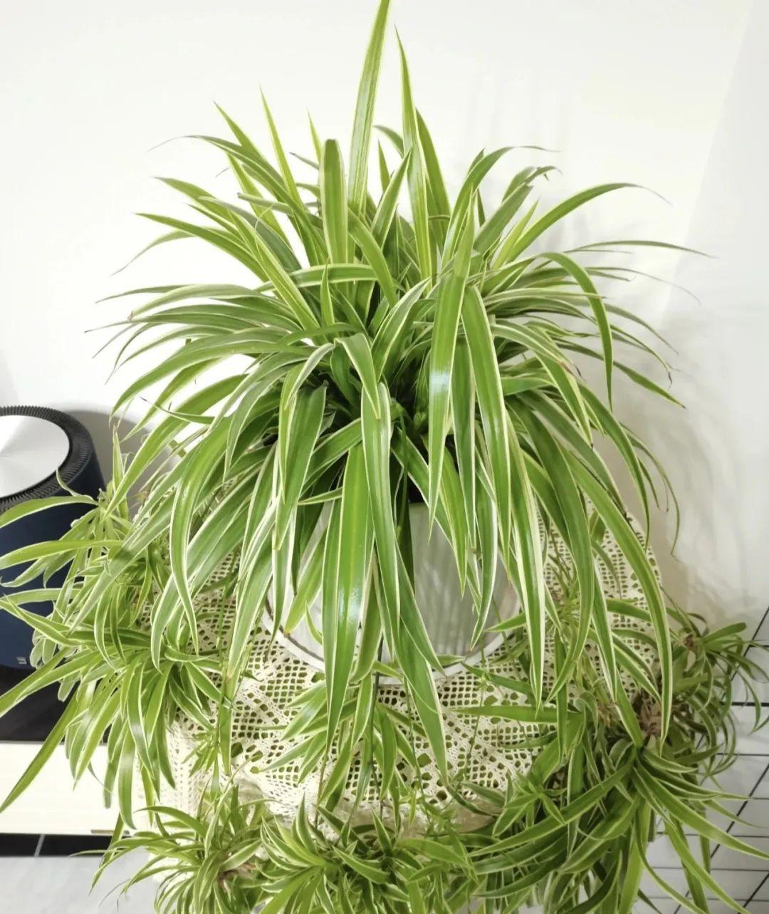 4 cây cảnh nghiện hít khí độc, trồng trong nhà cây khỏe, người vui, gia đình thịnh vượng-5