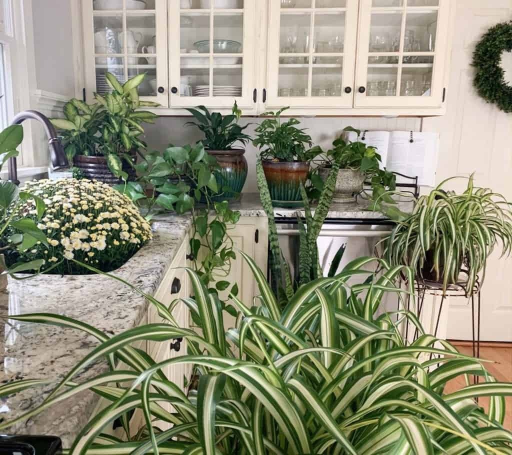 4 cây cảnh nghiện hít khí độc, trồng trong nhà cây khỏe, người vui, gia đình thịnh vượng-6