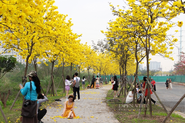 Cây cảnh với màu hoa chói lóa khiến nhiều người ngây ngất, trồng trước nhà đón lộc, cầu may-1