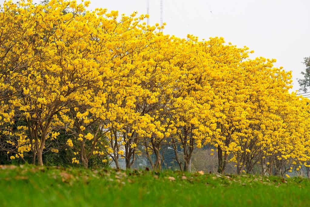 Cây cảnh với màu hoa chói lóa khiến nhiều người ngây ngất, trồng trước nhà đón lộc, cầu may-2